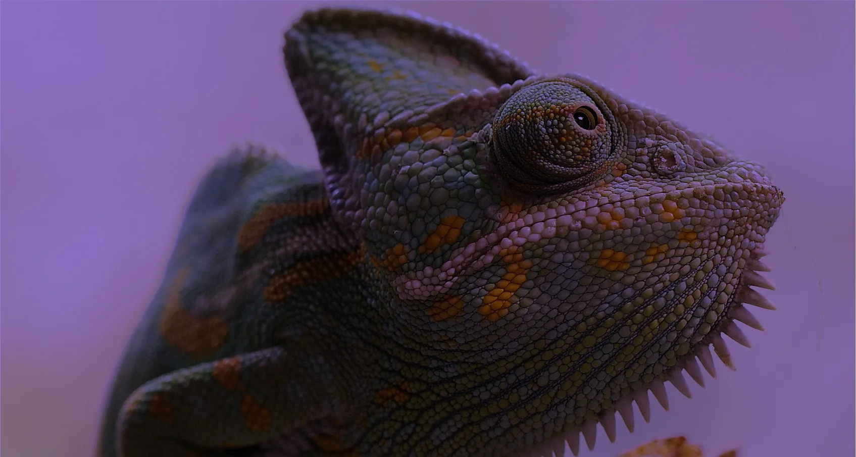A close up of a chameleon's head